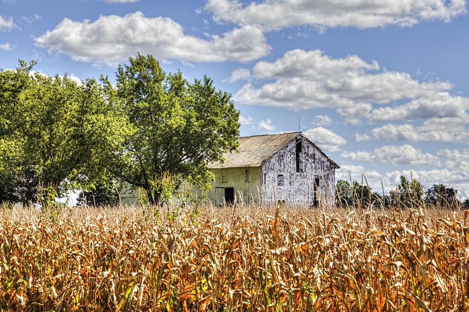 tre green and Rustic Barns
