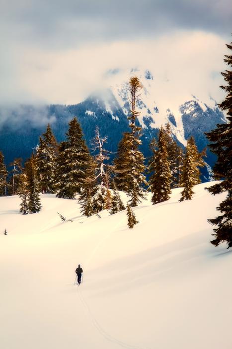 goodly Washington forest