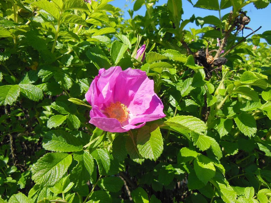 Rosa Flowers Shrub
