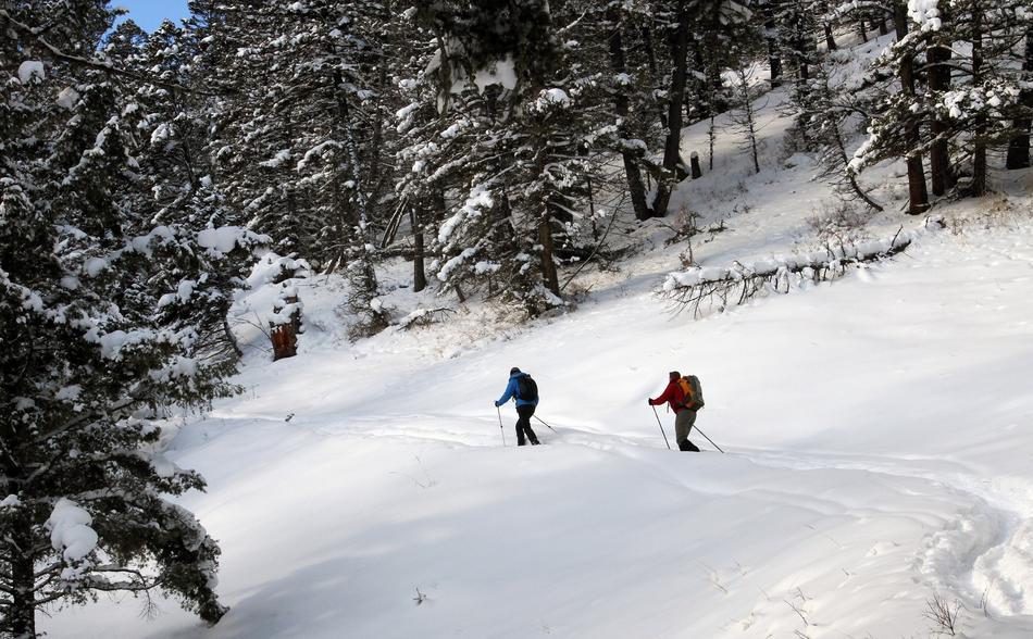 hiking skiing in the forest