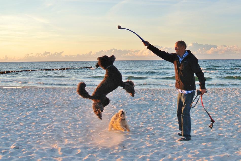 Summer Sun Sand dog play