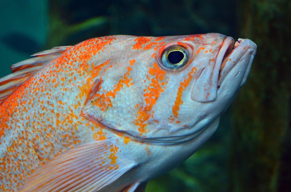 portrait of orange grey Fish Underwater