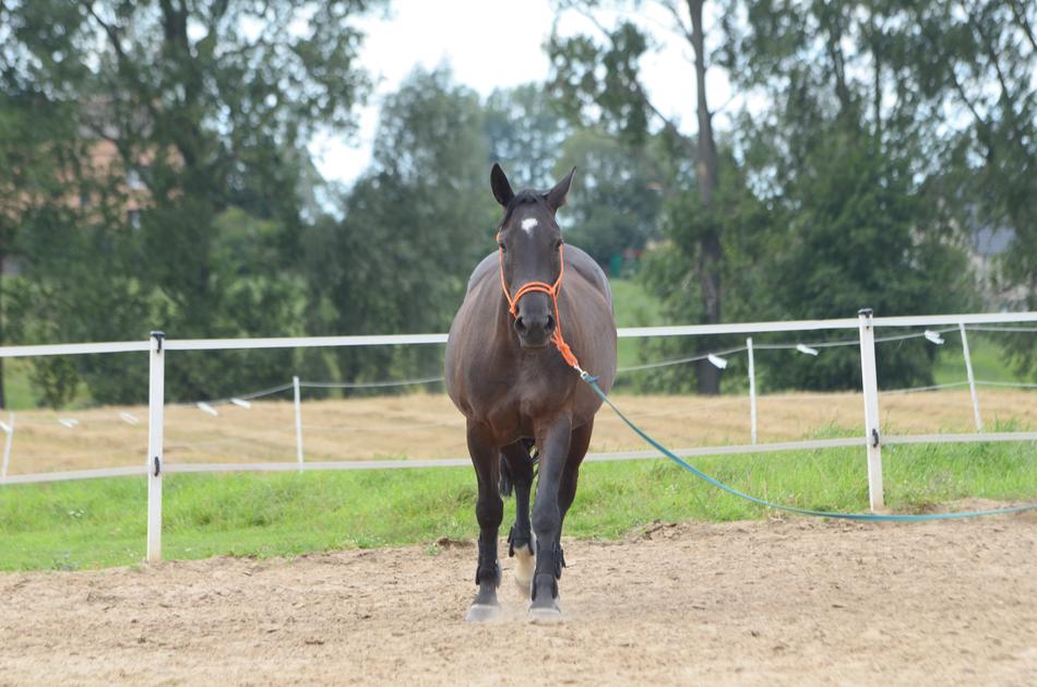 Mare on the ranch