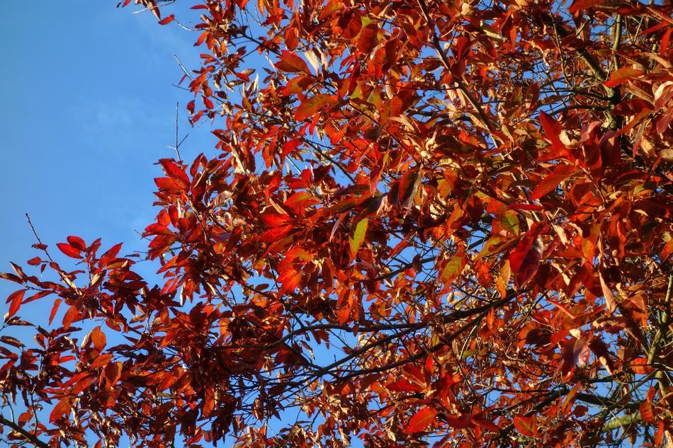 Close-up of the beautiful and colorful foliage on the branches, in autumn, at blue sky on background