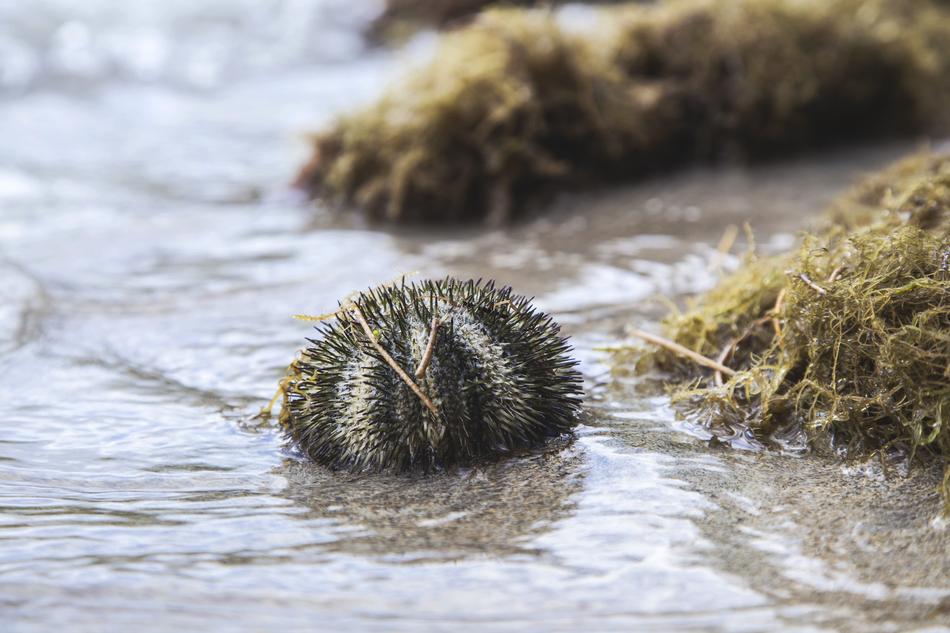 photo of prickly fish on the seashore among algae