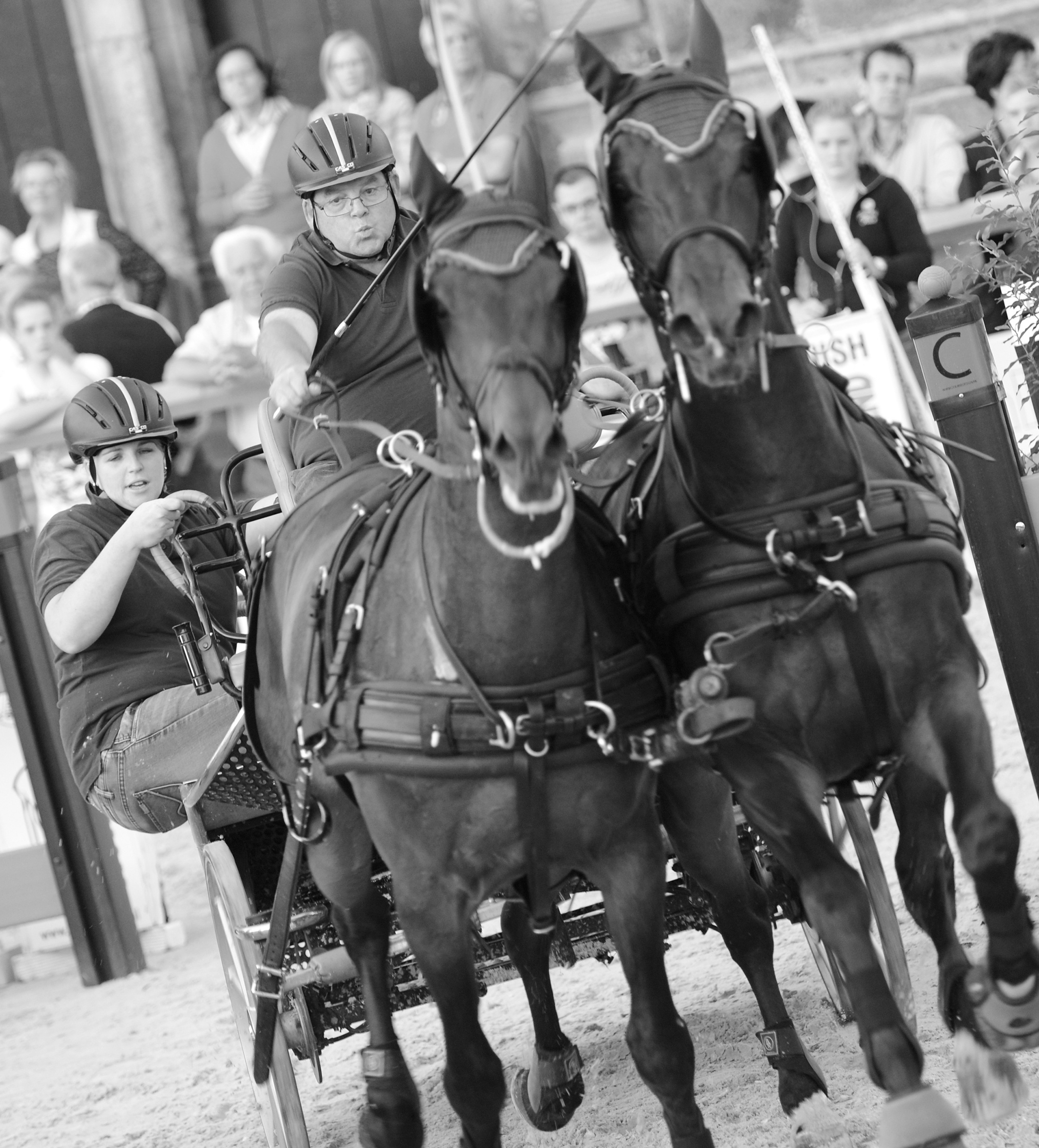 Equestrian sport in monochrome free image download