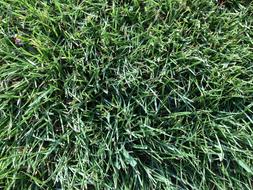 Top view of the beautiful, green grass on the football field