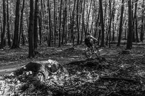 Black and white photo with the person, riding on the bike, among the trees of the forest