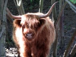 Cute, beautiful, fluffy, brown Highland Longhorn cattle