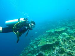 Diving on Maldives