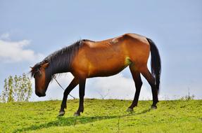 Horses Mammal green grass