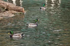 a flock of ducks swims in the shiny pond water