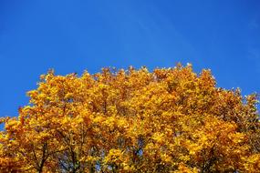 Autumnal Tree Top at blue sky