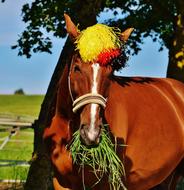 horse in the colors of the football world cup