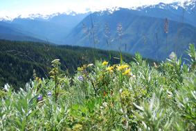 landscape of Hurricane Ridge Mountains