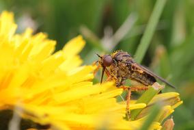 Brown Fly on yellow flower