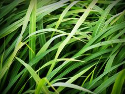 Grass soccer Field