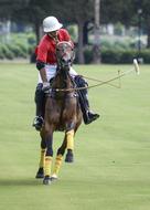 Polo club Sport Horse