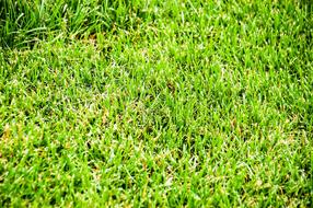 bright green grass on the field close-up