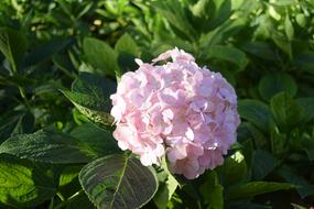 pink Soccer Flower at garden