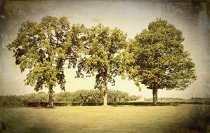 panoramic photo of three green trees