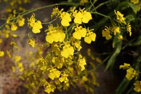 Beautiful yellow, booming golden shower flowers