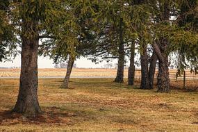 trees in a clearing with yellow leaves