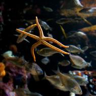 dance of starfish in the aquarium close-up