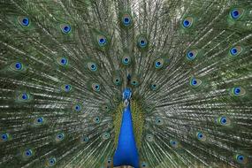 Beautiful and colorful bird, with the patterned feathers, in dance