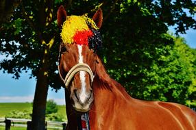 Portrait of the cute and beautiful, brown and white horse, with the flag of Germany