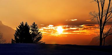 trees and golden morning sky