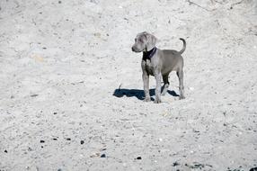 monochrome photo of Dog Animal Friend