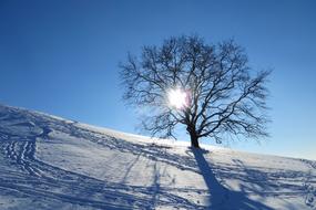 bright sun in the branches of a tree in a snowy landscape