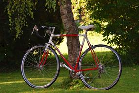 Red and white bike near the tree, on the green grass, among the colorful trees, in beautiful nature