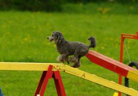 poodle as an athlete