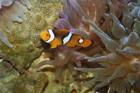 clown fish near corals in the underwater world