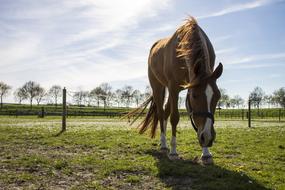 brown stallion in a meadow