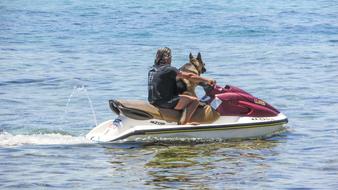 a man with a shepherd dog rides a jet ski