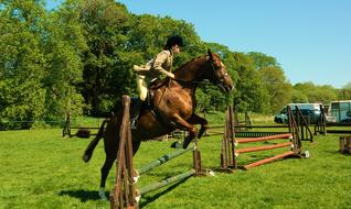 Rider with the beautiful and cute, brown horse, jumping on the show, among the green plants