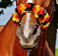 Beautiful, brown and white horse with the colorful flower wreath, on the European Championship in France, in 2016