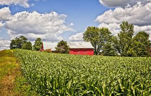 Beautiful, old, rustic barn among the green fields and trees, under blue sky with white clouds in Ohio, USA