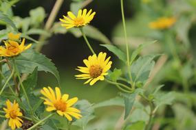 Close-up of the beautiful, yellow and brown flowers in the Olympic Park