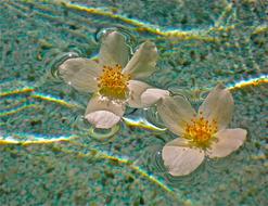 white flowers on clear water
