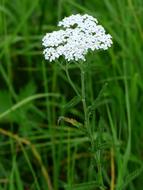 Yarrow Blossom Bloom in grass