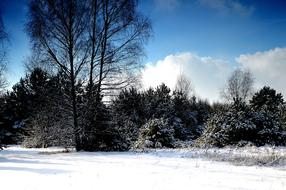 landscape of Winter Snowy Trees