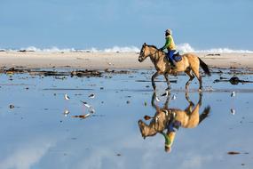 Person, riding the beautiful and colorful horse, on the beautiful beach