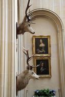 deer heads on the wall as part of the hunter's interior