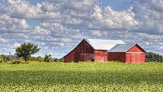 red Barns on green field