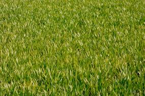green Meadow Grass Sports Ground