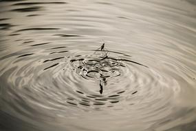 Close-up of the water flea on the lake with ripple, in light